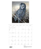 Owls: Jeannine Chappell 2027 Pomegranate Wall Calendar