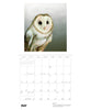 Owls: Jeannine Chappell 2027 Pomegranate Wall Calendar